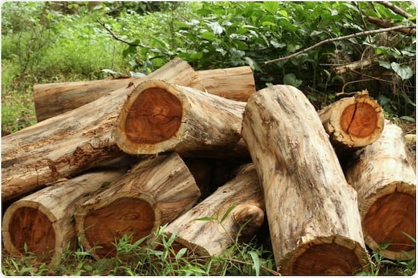 gỗ cẩm lai thuộc nhóm mấy