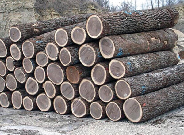 gỗ chống mối mọt