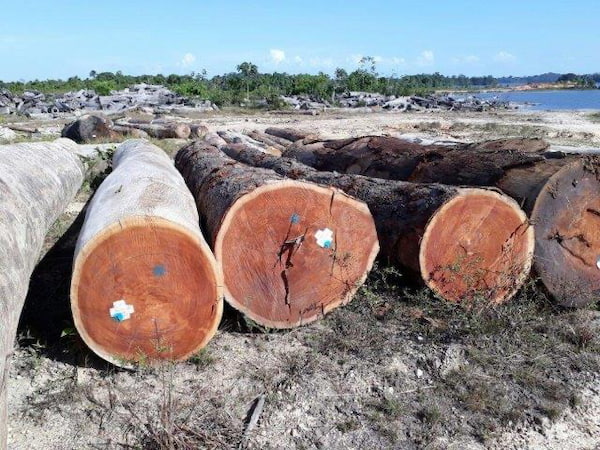 Những điều thú vị về cây gỗ gõ