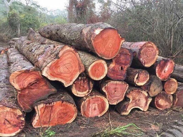 Những điều thú vị về cây gỗ gõ