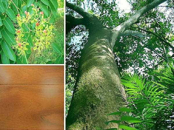 Tìm hiểu về gỗ gõ đỏ: Đặc điểm và ứng dụng