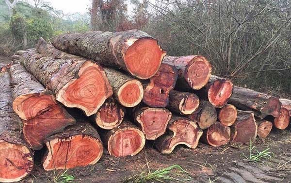 Ứng dụng của gỗ hương đá hiện nay 